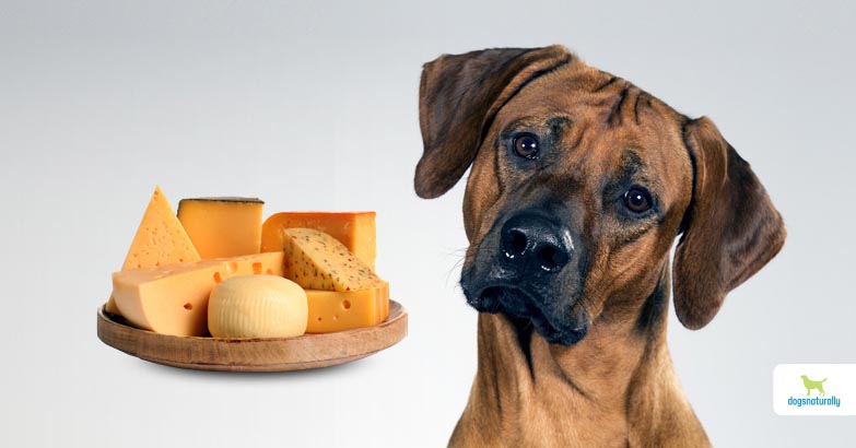 Can Dogs Eat Cheese