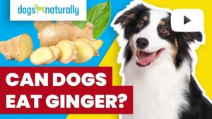 can dogs eat ginger