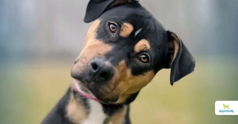 Can Dogs Have Autism