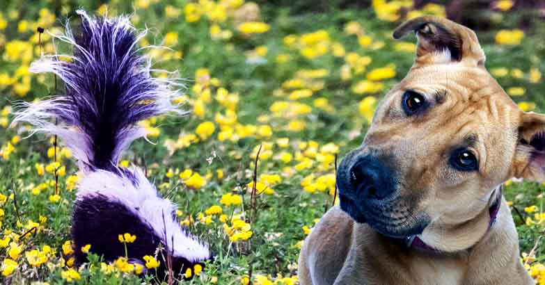 dog sprayed by skunk