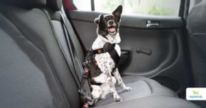 dog car safety