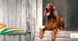 top Irish dog breeds