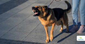 dog is a nightmare to walk