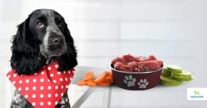 switching dog to raw diet