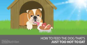 dog too hot to eat