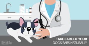 itchy dog ears home remedies