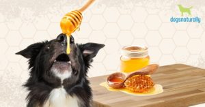 can dogs eat honey