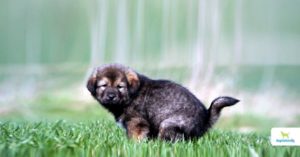 How To Potty Train A Puppy