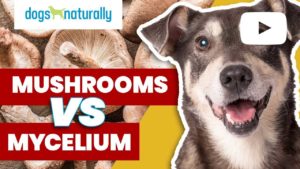 mushrooms vs mycelium