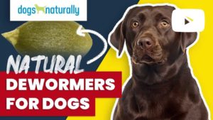 natural dewormers for dogs