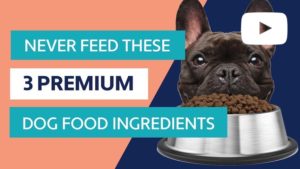 premium dog food ingredients to avoid