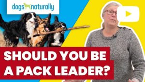 should you be a pack leader
