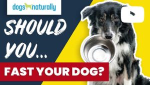 should you fast your dog