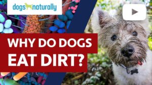 why do dogs eat dirt