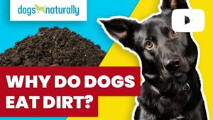 why do dogs eat dirt?