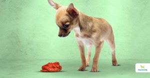 Natural Dewormers For Dogs